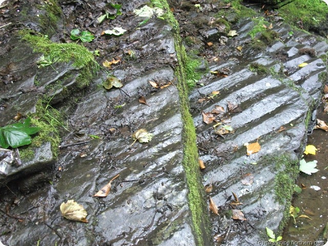 fossilised beach slit wood