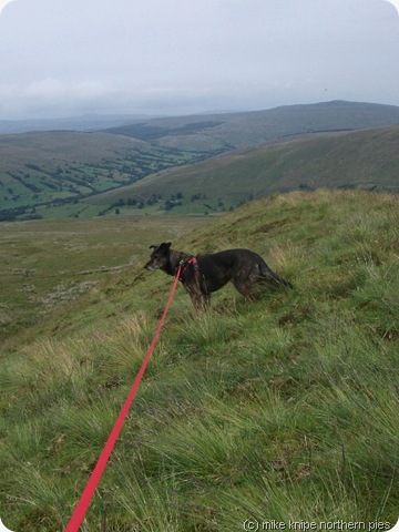 dog on a hot moraine dog on a hot moraine