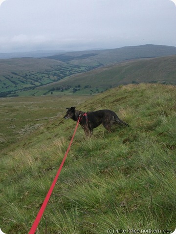 dog on a hot moraine