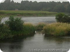 island with swans