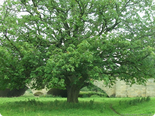 conker tree by the eden bridge conker tree by the eden bridge