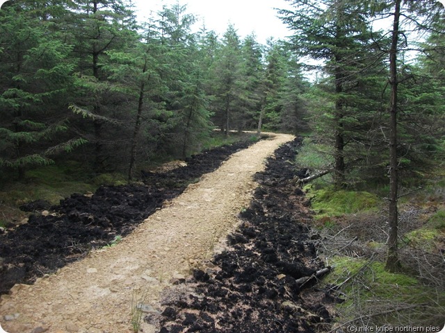 not the yellow brick road not the yellow brick road