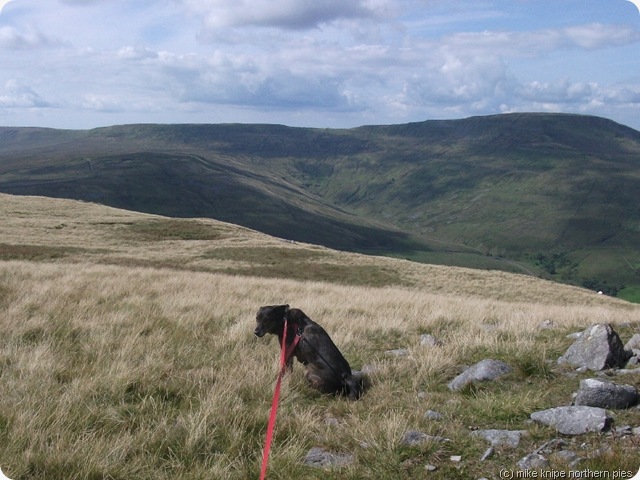 pensive dog second cairn
