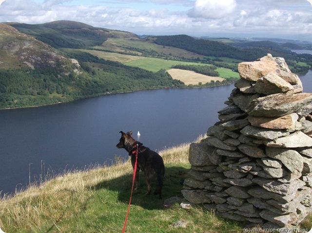 low birk fell