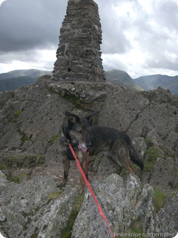 dog cairn cairn dog cairn