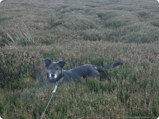 dawg in heather