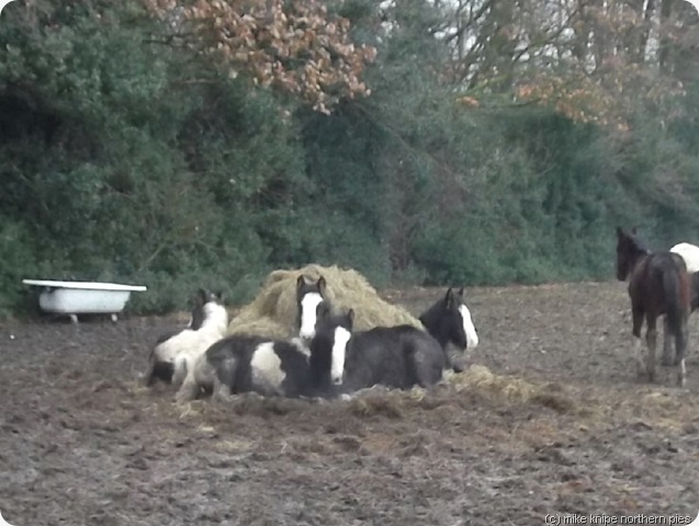 my little pony island my little pony island