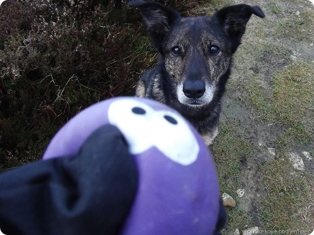 squawky toy squawky toy