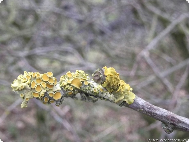 lichen on a hawthorn lichen on a hawthorn