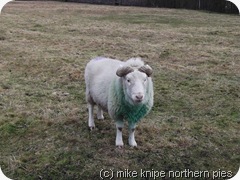 sheep sheep