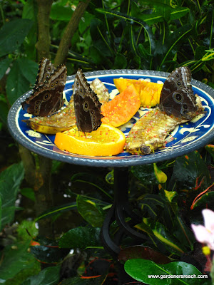 Butterflies feeding