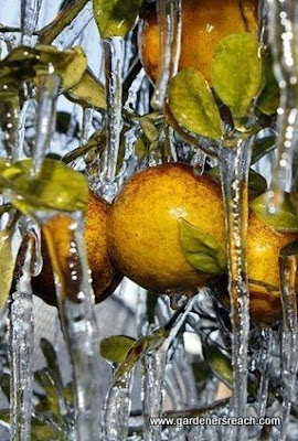 frozen orange groves