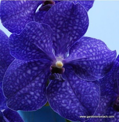 Orchid
