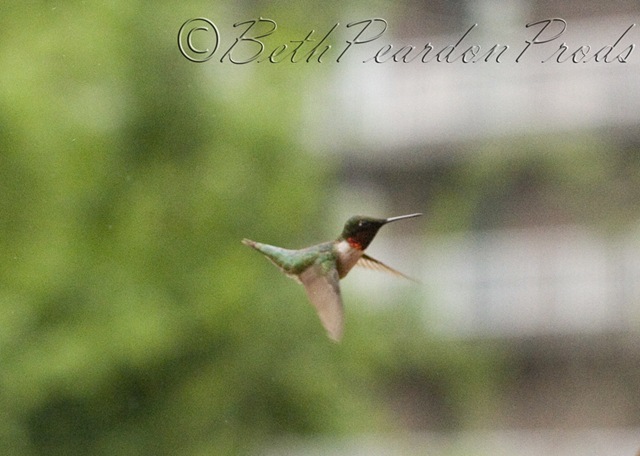 [Hummingbird021blog[5].jpg]