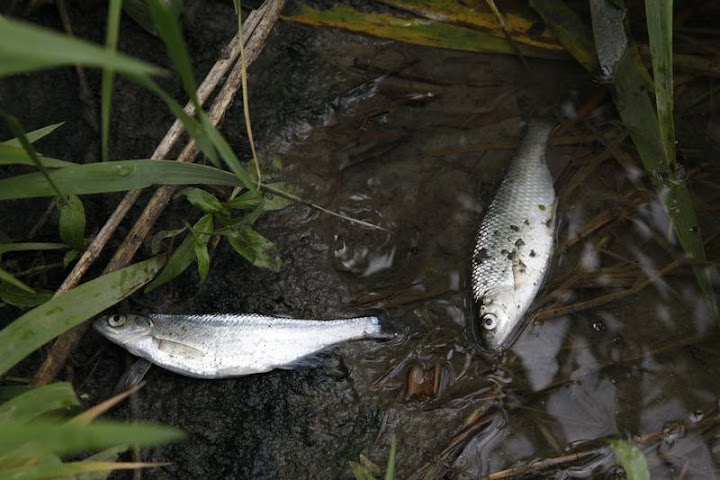 Загрязнение Славянки продолжается