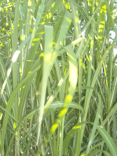 DSCN0512