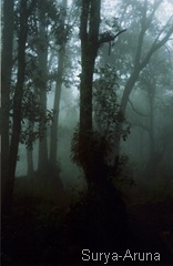 Bosque
