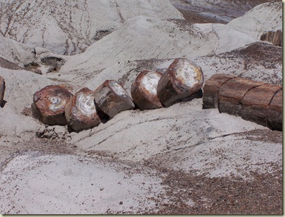 Petrified Forest #1