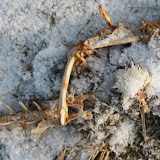 IMG_9499.JPG