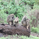 Baboons grooming