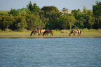 Des chevaux pr&egrave;s de notre mouillage &agrave; Beaufort NC