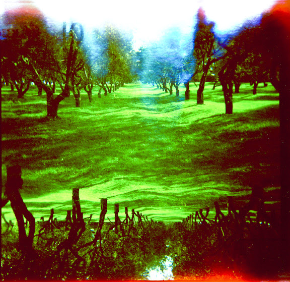lomography