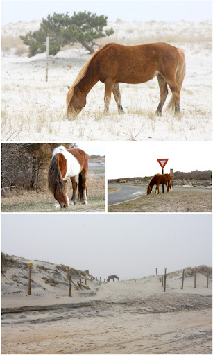 Assateague Island Ponies 2