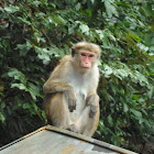 Toque macaque