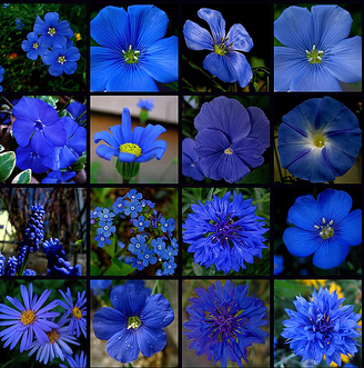 [BM4- blueflowers[4].png]
