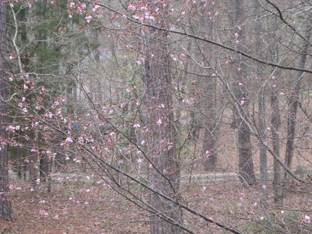 [floweringplum16.jpg]