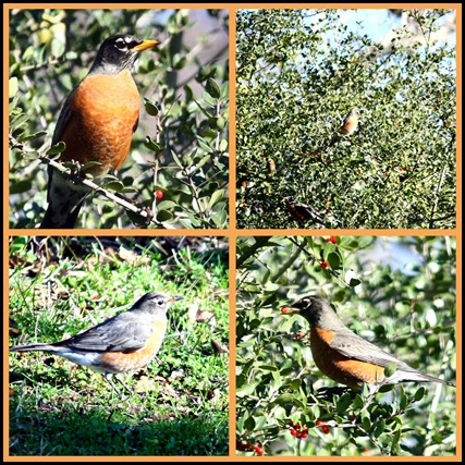 robin collage 2-10