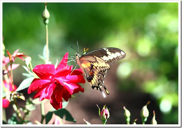 Flowers-Butterfly 4-1-11 (17)