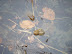 DSCF0906.JPG