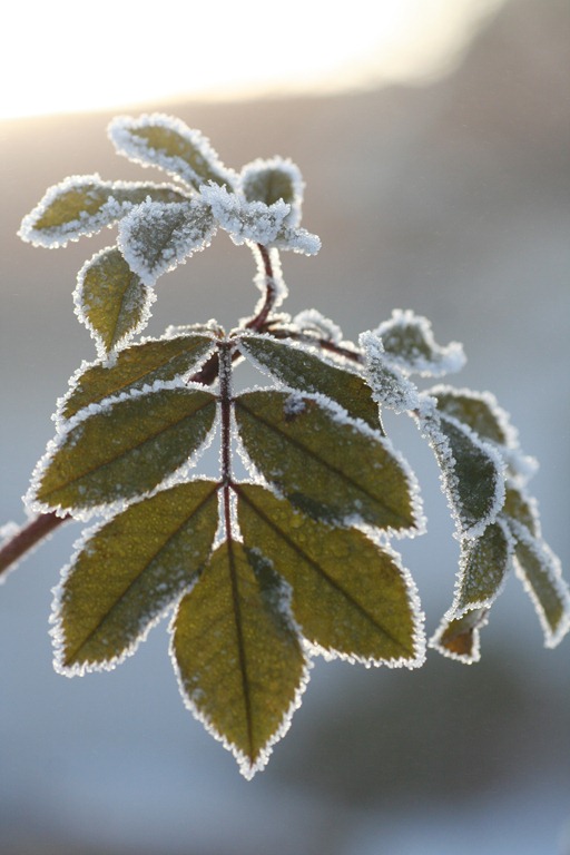 [bloggebilder-0594.jpg]
