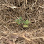 Tomato Reisentraube