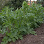 Dutch Cream Potato