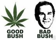bush_thumb