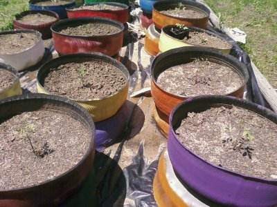[tomato+seedlings.jpg]