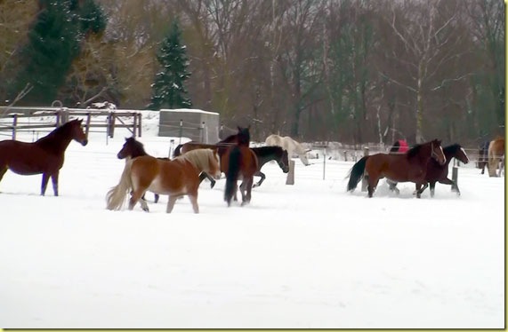 allepferdeimschnee1
