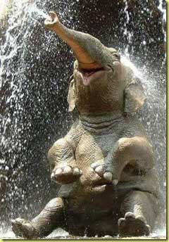 elepant-in-enjoyment