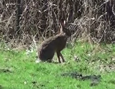 [hase1[4].jpg]