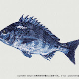 関源直接刺繍シリーズ・海水魚