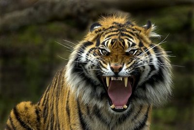 angry_tiger.jpg