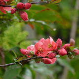 Journee des plantes 2010 par Ancolie39