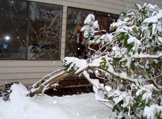 [a-Rhodie_snow 5[5].jpg]