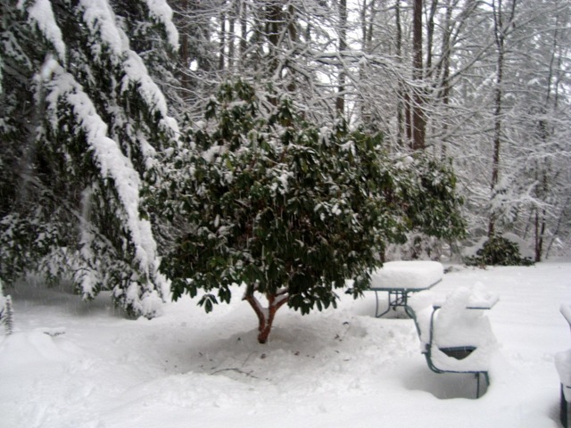 [a-Rhodie_snow 4[4].jpg]