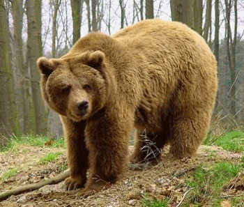 [hermano oso pardo[2].gif]