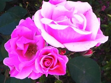 [flor rosas[2].jpg]