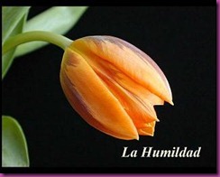 florhumildad