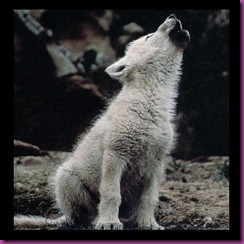 lobo cachorro